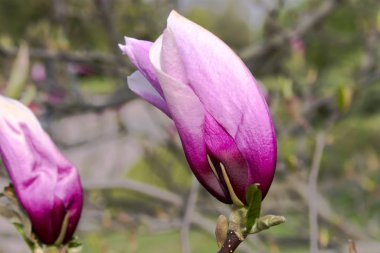 Mor çiçek manolya liiflorasını filizlendirir.