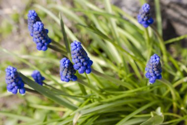 Bir grup Çiçek Muscari Açgözlü