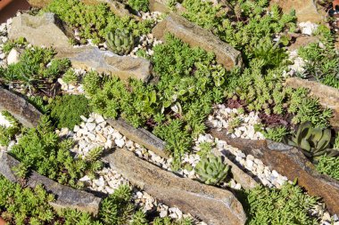 Crassulaceae ailesinin sulu bitkilerinden Rockary düz taşlarla ayrılmış.