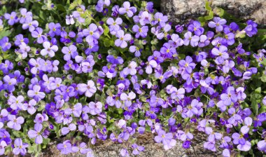 Kalın bir çiçek halısı Aubrieta mor renktedir.