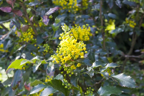 Mahonia Aquifolium Sárga Virágzása Holokémiai Levelekkel Közelkép — Stock Fotó