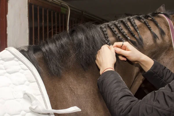 Tranças Crina Cavalo Groomer Antes Competição — Fotografia de Stock