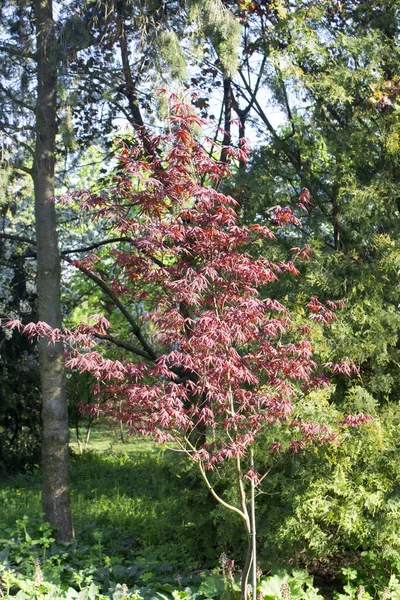 Baharda Yapraklı Dekoratif Ağaç Parktaki Kozalaklı Yaprak Döken Ağaçların Arka — Stok fotoğraf