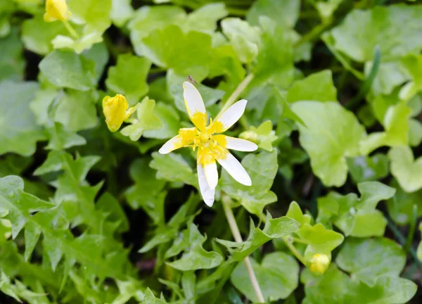 Vår Tvåfärgad Blomma Med Insekt Kronbladen — Stockfoto