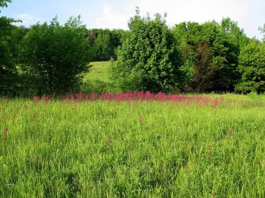 İlkbaharda ağaçların ve ormanların arka planına karşı yabani çiçekler ve bitkiler