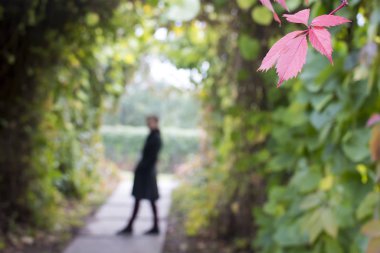 Beş yapraklı kırmızı üzümler örülmüş bir sokakta duran bir adamın siluetinin arka planına karşı