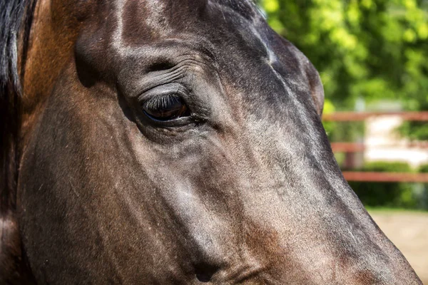Retrato Cavalo Com Olhar Triste — Fotografia de Stock