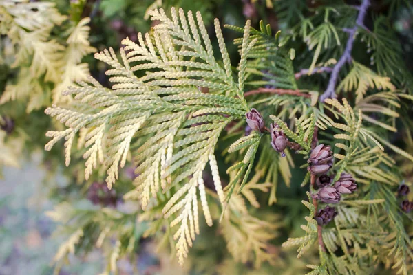 Goldene Grüne Nadeln Und Zapfen Der Westlichen Thuja — Stockfoto