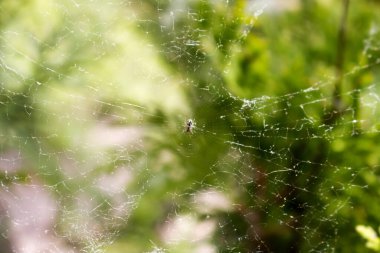 Ağında küçük bir örümcek