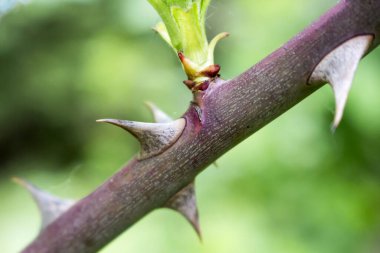 Yeşil filizlerle süslenmiş dallar.
