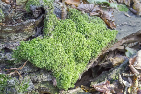 Musgo Verde Coberto Fragmentos Casca Velha Rodeado Por Folhas Secas — Fotografia de Stock