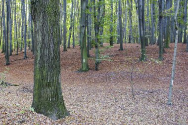 Ağaçlar sonbaharda kayın ormanında yosunla kaplandı.