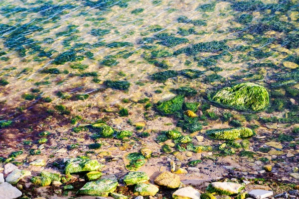 Karadeniz 'in kıyı şeridi, alçak gelgitte sığ sular, algalarla kaplı kumda görünen kayaların arasından.