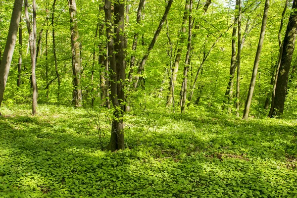 Mixed Deciduous Forest Spring — Stock Photo, Image