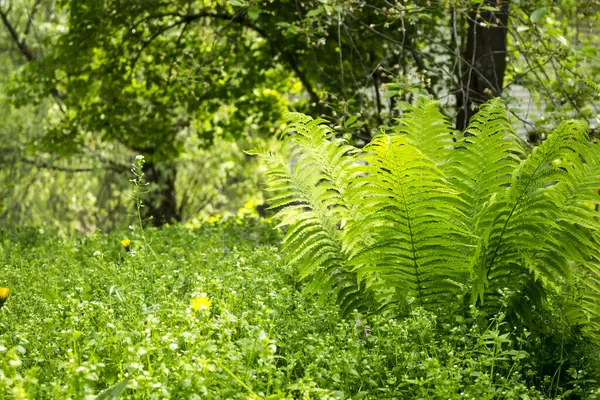 Fern Surrounded Grass — Stock Photo, Image