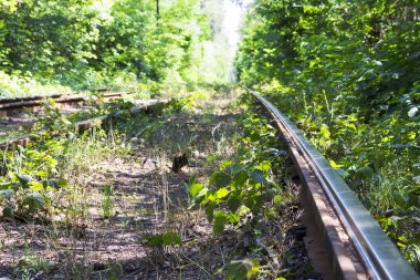 Bitkilerle kaplı eski tramvay rayları.