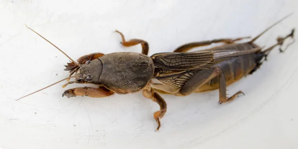 Graben Großes Insekt Gryllotalpa Sitzt Auf Weißem Hintergrund — Stockfoto