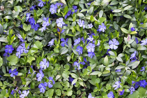 Bakgrund Marken Täcka Från Mörkgröna Blad Och Lila Vinca Blommor — Stockfoto