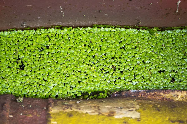 Leaves Small Duckweed Lemna Minor Surface Water Surrounded Metallic Old — Stock Photo, Image