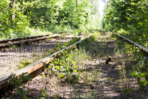 Overgrown Grass Small Trees Old Parallel Tram Tracks — Stock Photo, Image