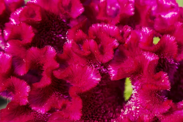 Flores Celosia Flor Alívio Roxo Nas Proximidades — Fotografia de Stock