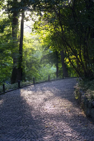 Park Umánu Chodník Ozářený Sluncem Přes Listí Stromů — Stock fotografie