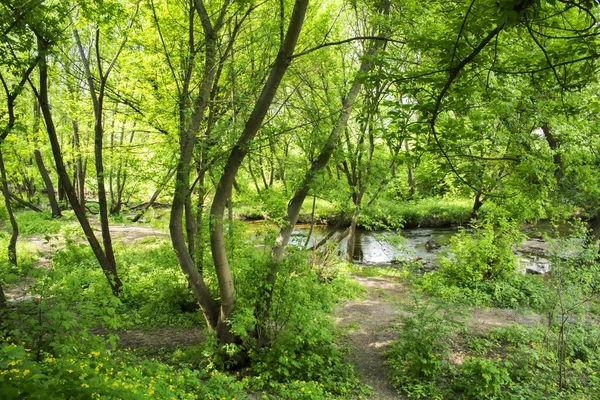 Stream Small River Forest Late Spring Visible Young Trees Greenery — Stock Photo, Image