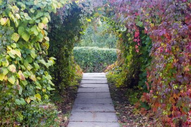 The path from the stone slabs is framed by a hedge of maiden grapes, which creates an arch above it from contrasting green-red leaves clipart