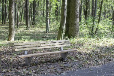 Sonbaharda yaprak döken ormanda bir tatil yeri olarak benç.