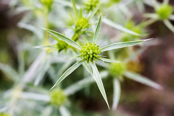 Blütenstand Und Schmale Stachelige Grüne Blätter Pflanzen Erungium Campestre Aus — Stockfoto