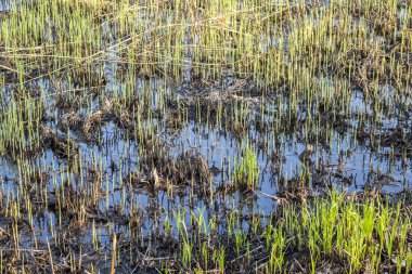 Bataklıkta bahar çimenleri filizleniyor.