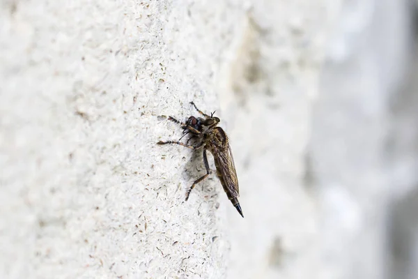 Asilidae Fressen Eine Fliege — Stockfoto