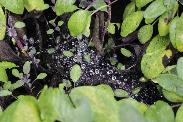 Gotas Água Restante Depois Chuva Uma Teia Entre Folhas Ramos — Fotografia de Stock