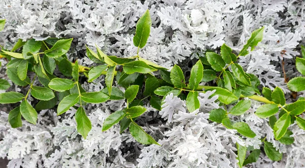 Cineraria Coastal Silverado Silver Grass Dust Ένα Γένος Φυτών Της — Φωτογραφία Αρχείου