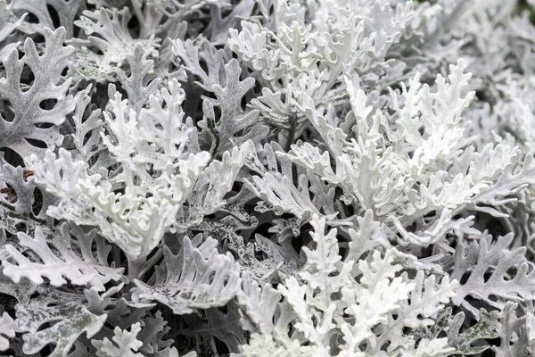 Cineraria Seaside Silverado Silbergras Oder Staub Pflanzengattung Aus Der Familie — Stockfoto