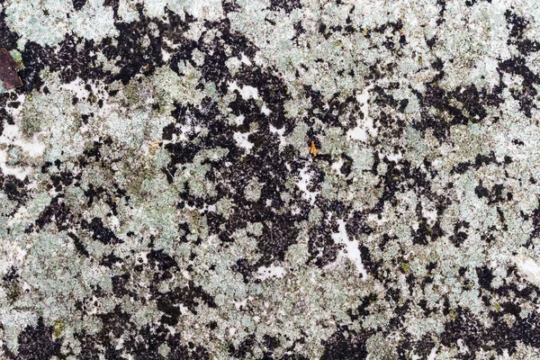 Lichen Flat Stone Forms Contrasting Texture Concept Texture Patterns Nature — Stock Photo, Image