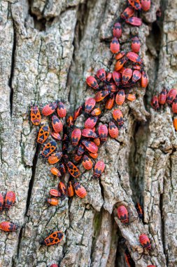 Kırmızı kanatlı kanatları olmayan büyük bir böcek grubu bir ağacın kabuğunda toplandı.