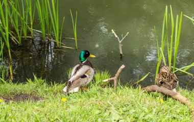 Ördekler güneşin altında güneşlenirler