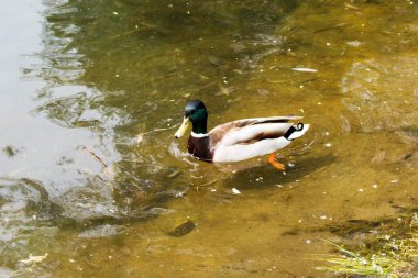 Drake su elementinde