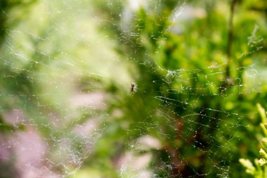 Küçük örümcek avlanıyor.