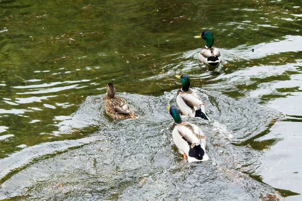 成群结队的鸭子在水面上造浪 — 图库照片