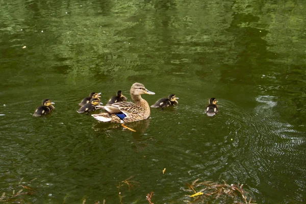 The female duck with ducklings on the water