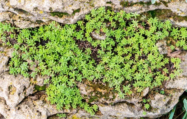 Piedra Verde Suculenta Creciendo Entre Piedras Naturaleza Aire Libre Cerca Imagen De Stock