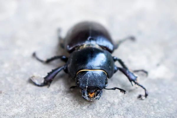 Porträt Eines Schwarzen Käfers Ekoxe Nahaufnahme Auf Einem Steinhintergrund — Stockfoto