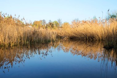 Altın topuzla çevrili su