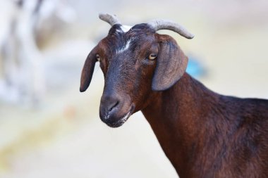 Hint ekmek evcil hayvan keçi 