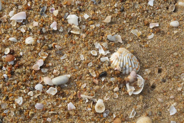 Deniz kabuğu ve pearl'ün kabuk kum üzerinde 