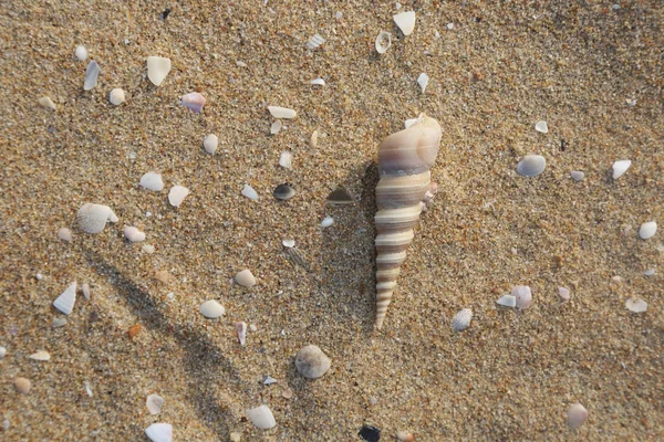 seashell and pearl\'s shell on sand