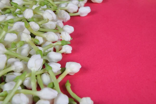 Beautiful Indian Jasmine Flowers — Stock Photo, Image
