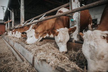 Büyük çiftlikte saman yiyen bir sürü inek, çiftçilik konsepti.